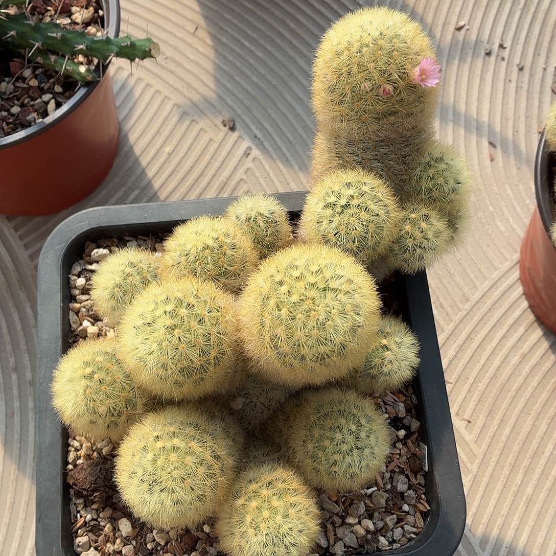 叁***木无花朵多头嘉汶丸！！！