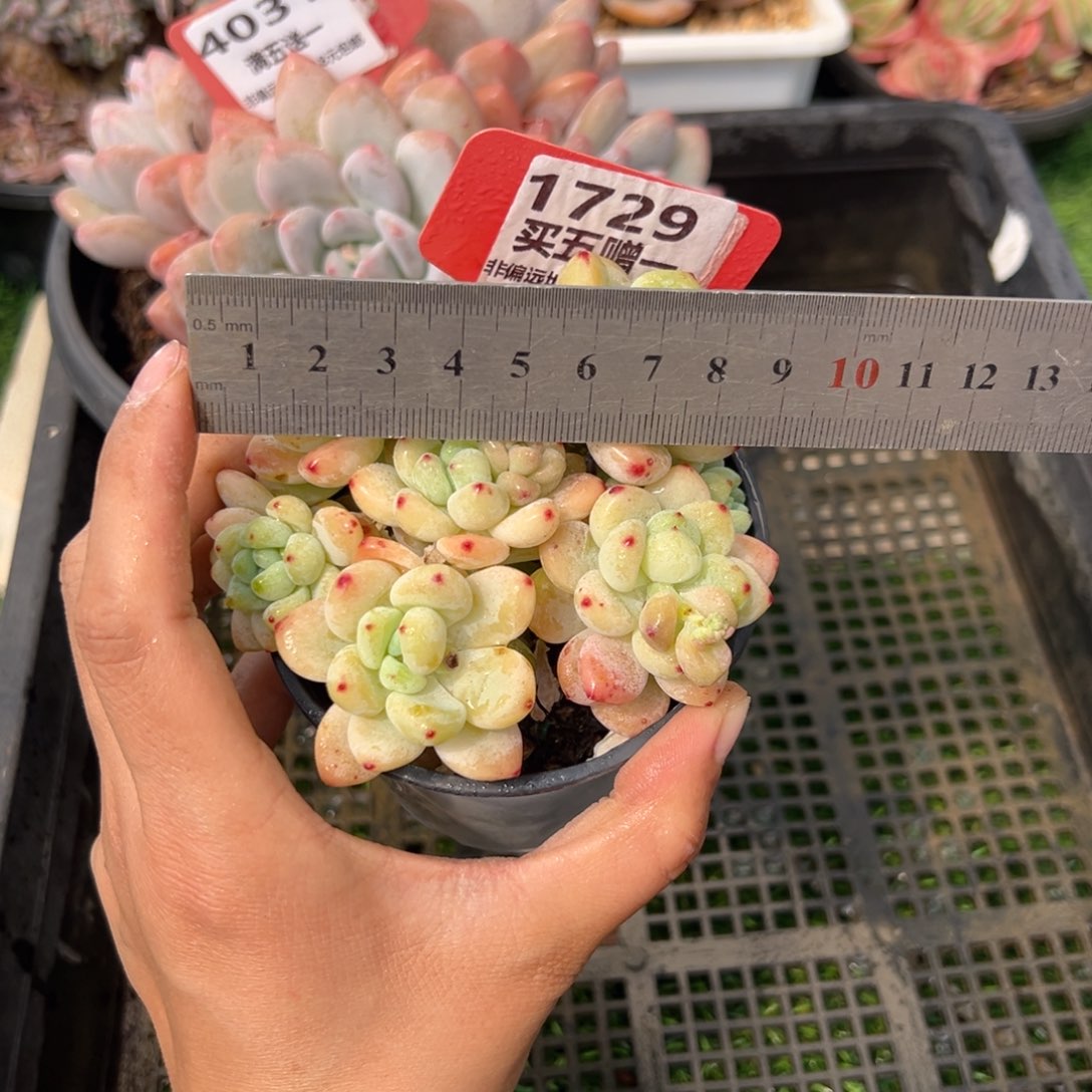 表妹精品多肉1729.