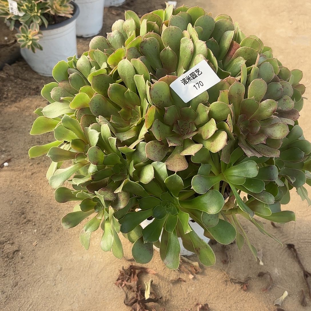 七彩多肉植物老庄170