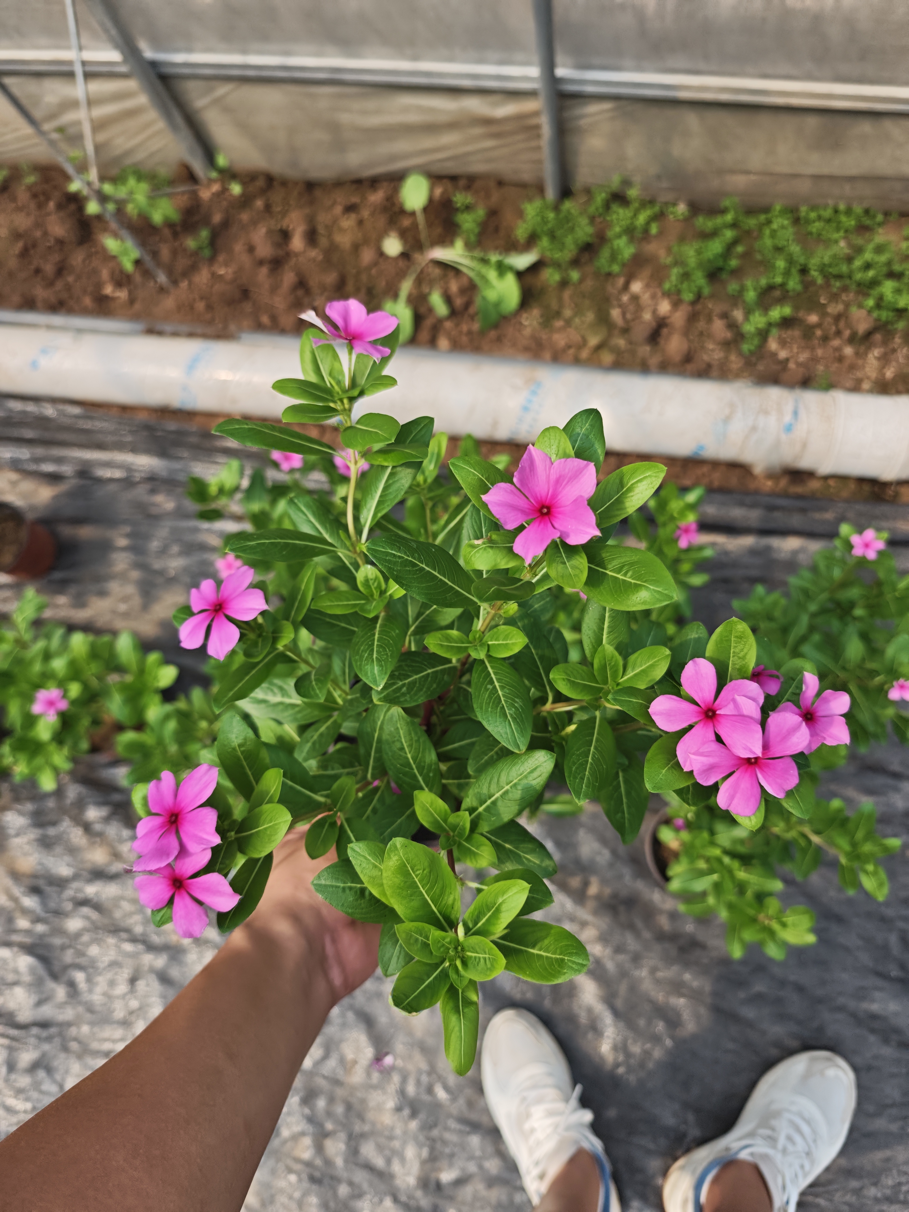 福袋专用链接 随机花花一棵  不支持售后