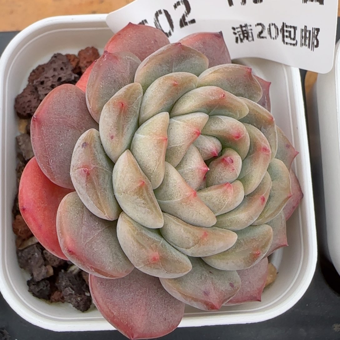 花语逸镜0129-602