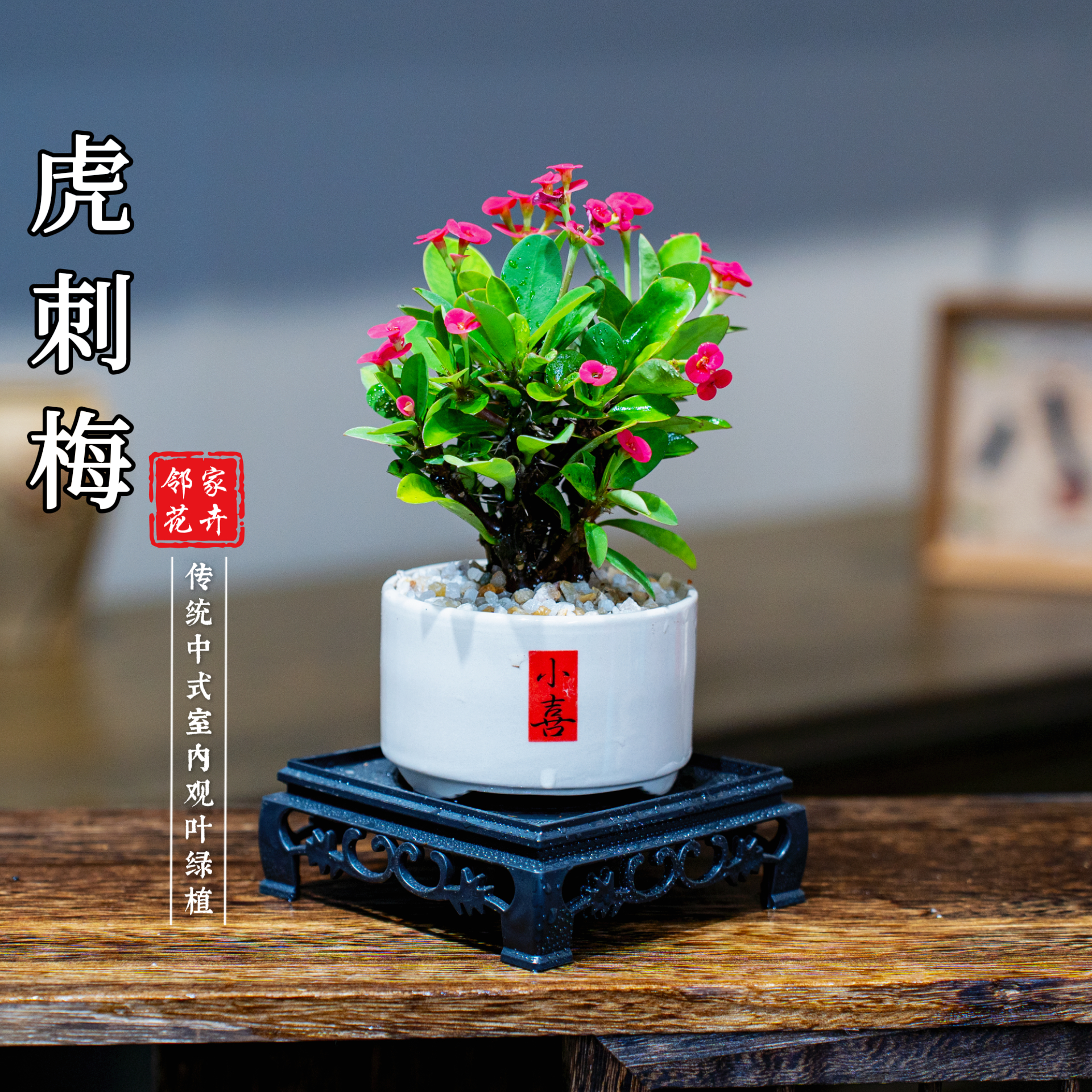铁海棠虎刺梅微小桌面盆栽茶宠绿植花卉开花好看