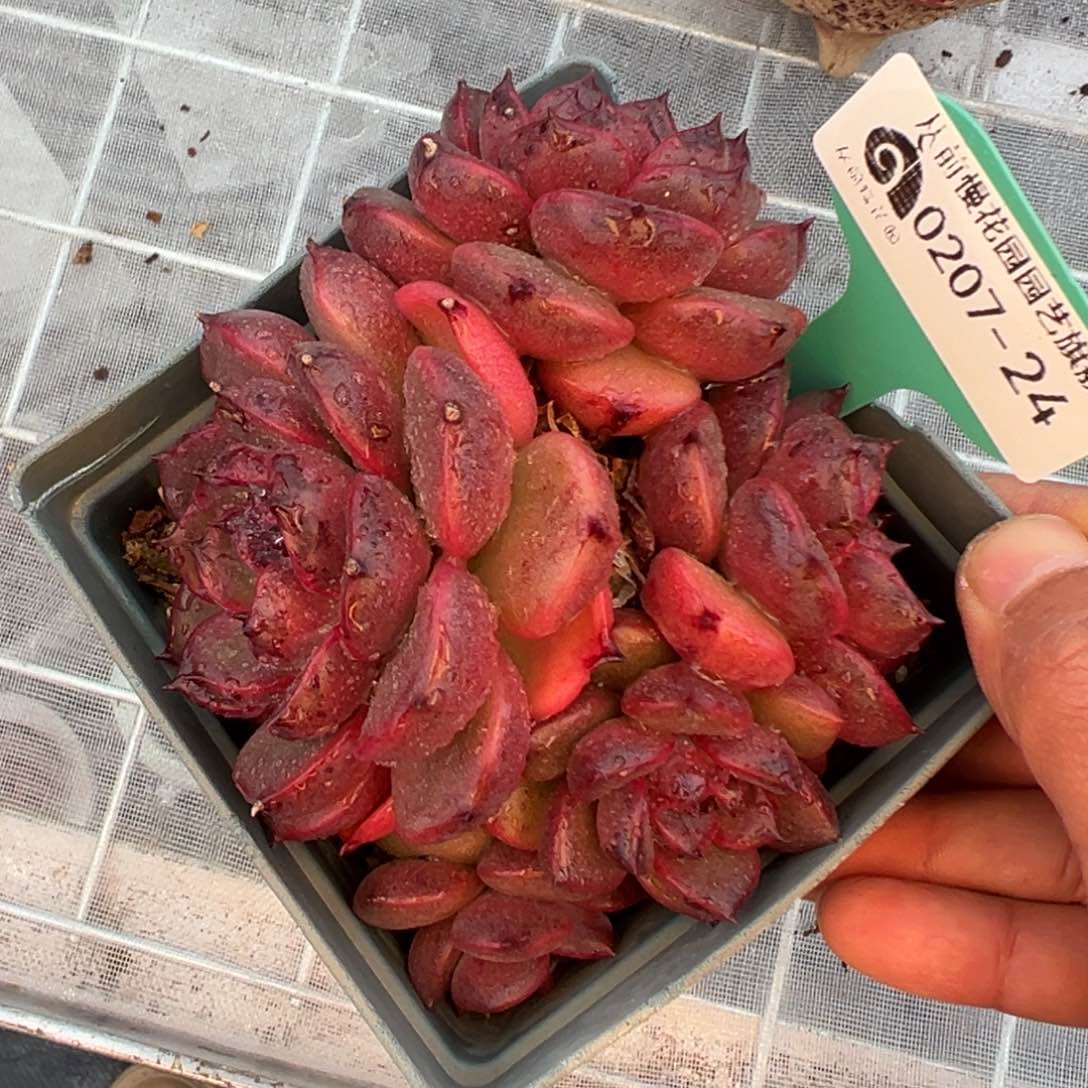 多肉一物一拍0207-24