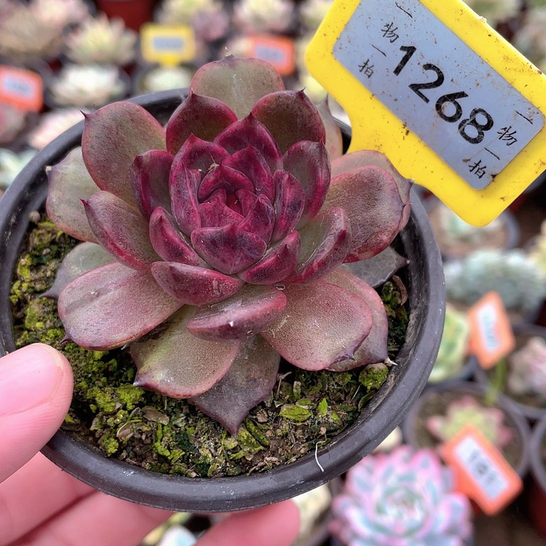 1268号多肉植物保护