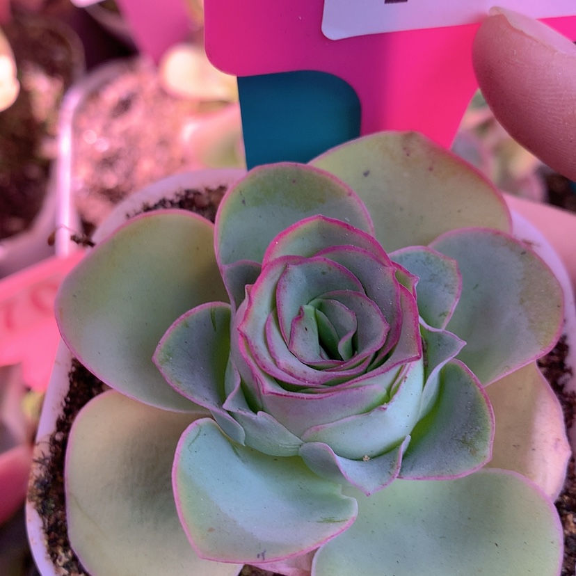 【闪购商品】yjj192