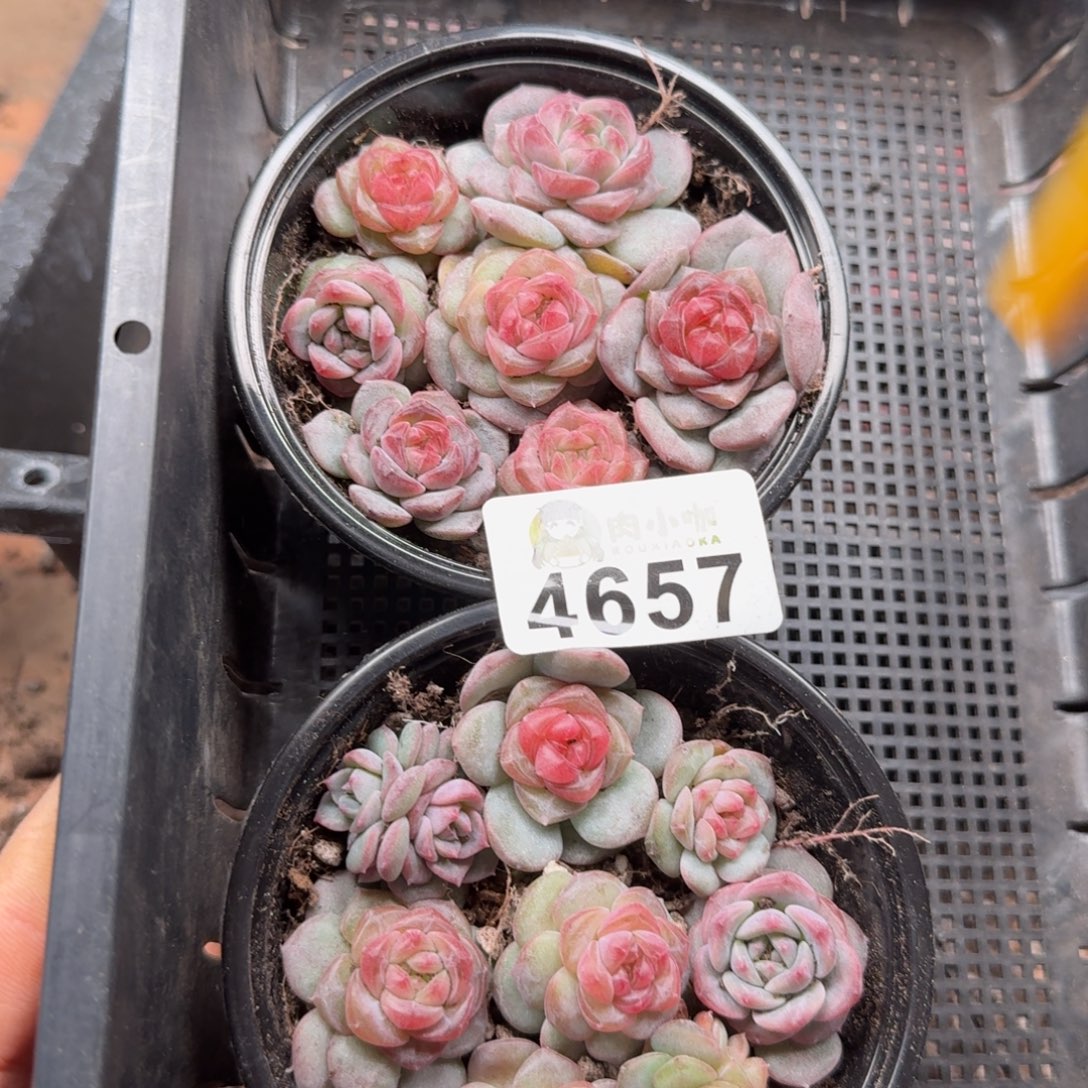 林***3多肉植物多肉植物