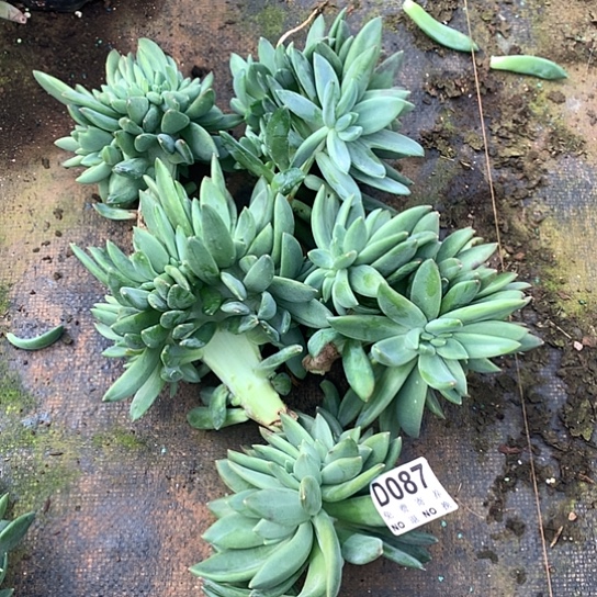 海洋之歌缀化5颗087 没有根