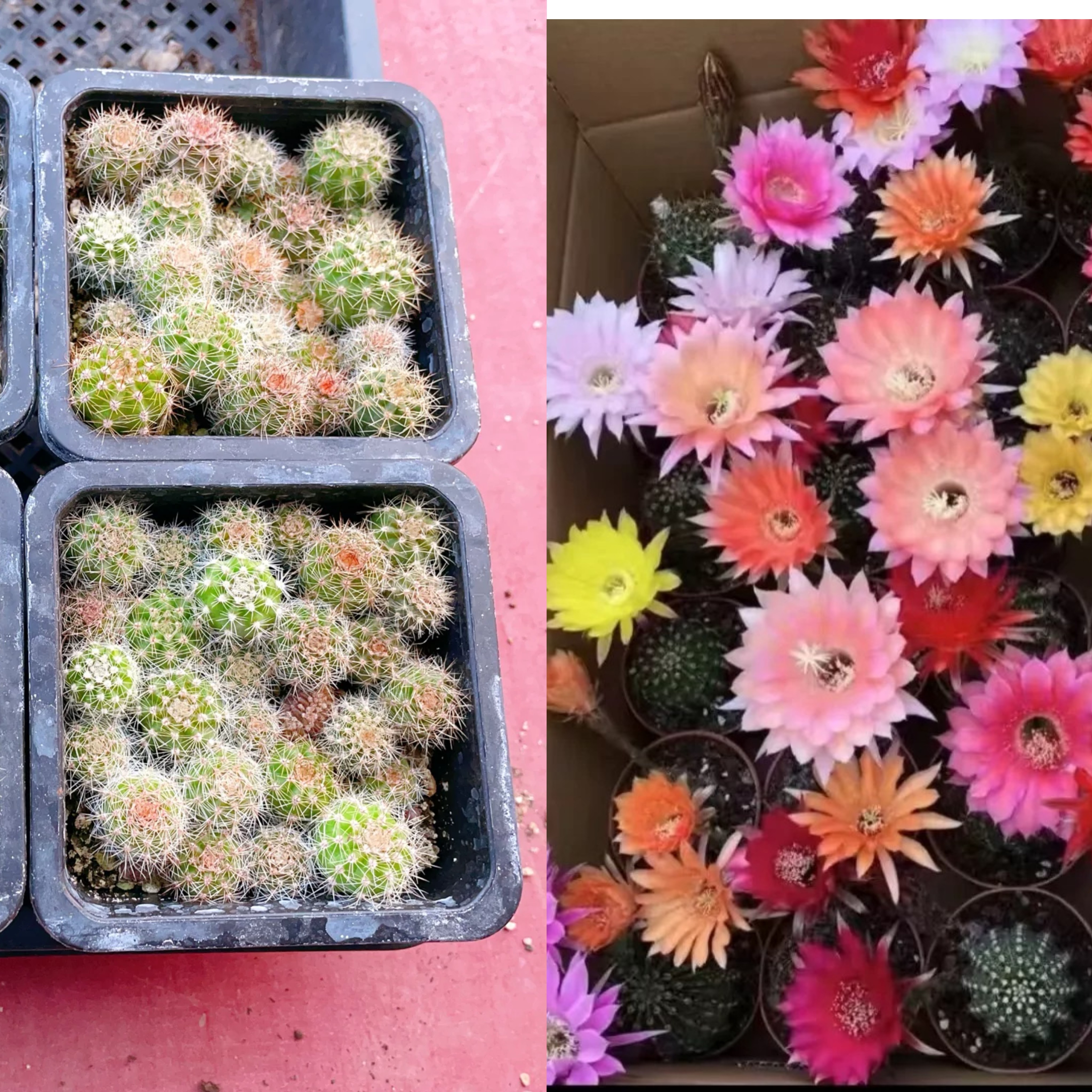 【彩草仙人球3号】实生小苗混色一盆15棵+1厘米左右带盆土发