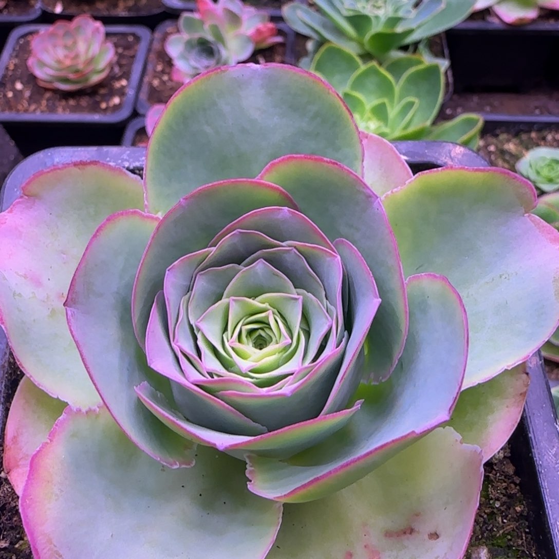 蕾丝花杯8厘米老庄玫瑰12424242