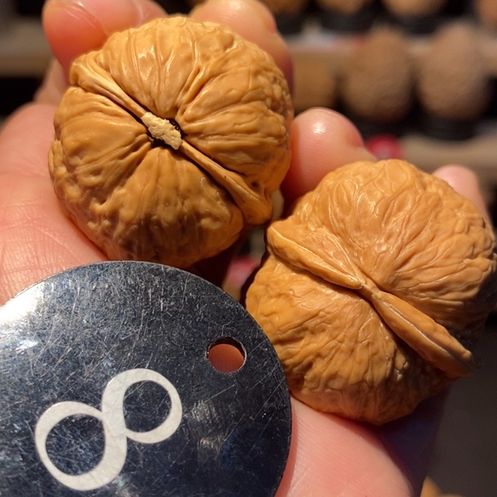 木质类金豆子32尺寸