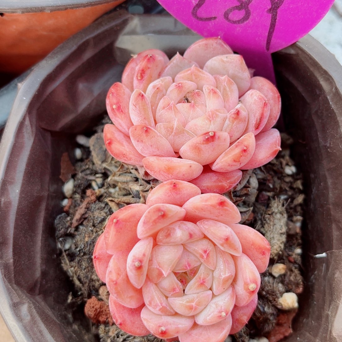 289号老桩糖钻双头