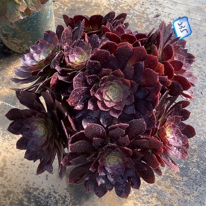 235赤艳莲多肉法师