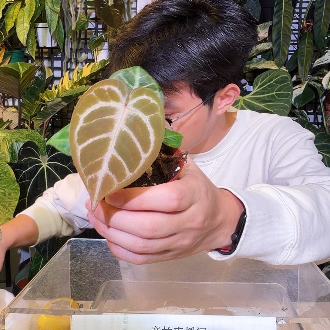 完全开放W06 神奇男孩杂粉柠檬