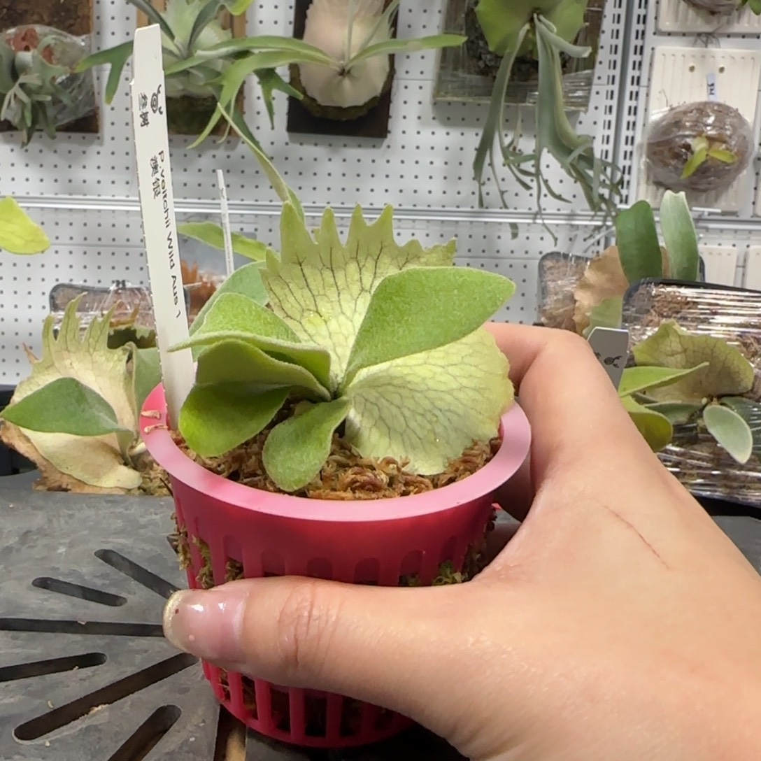 澳银鹿角蕨孢子苗喔