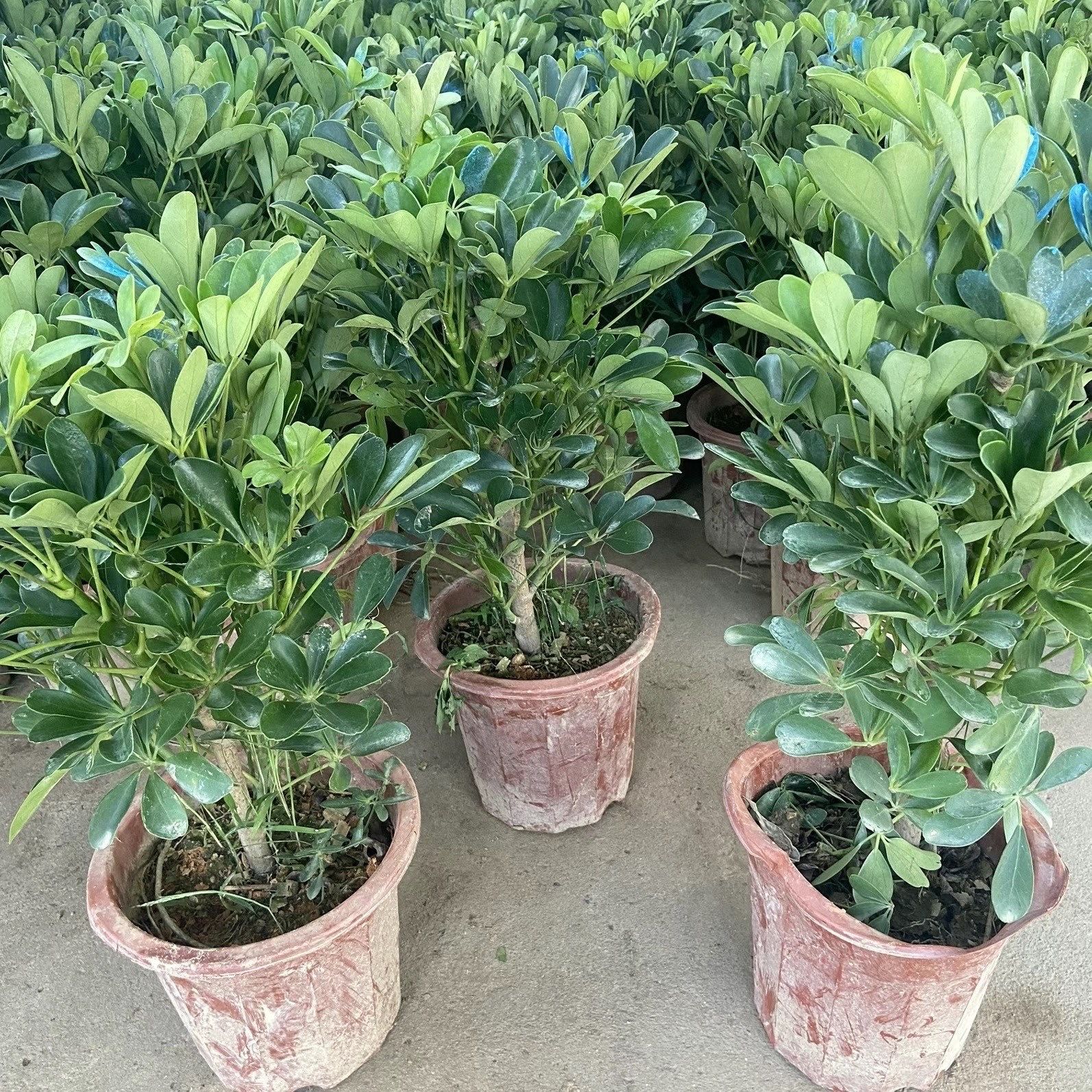 大型室内客厅盆栽花卉八方来财鸭脚木绿植七叶莲发财树鸭掌木包邮