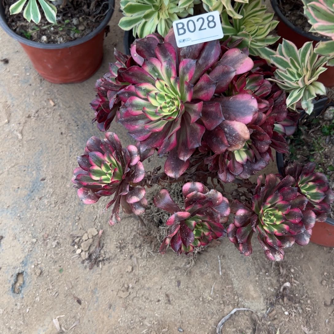 028美姬多肉植物法师多肉