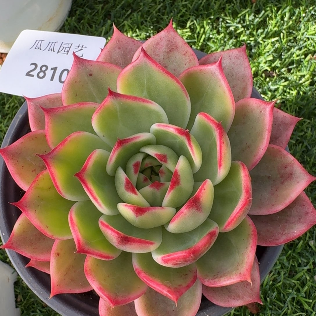 2810桃花锦多肉植物