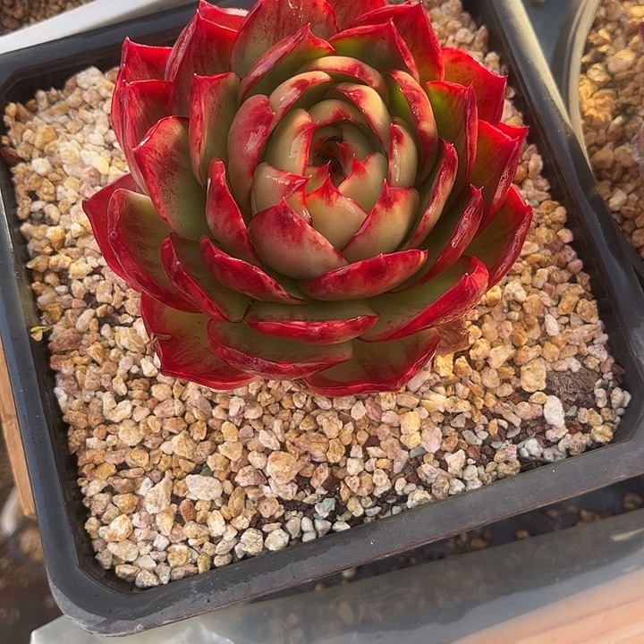 惊鸿仙子多肉植物6805