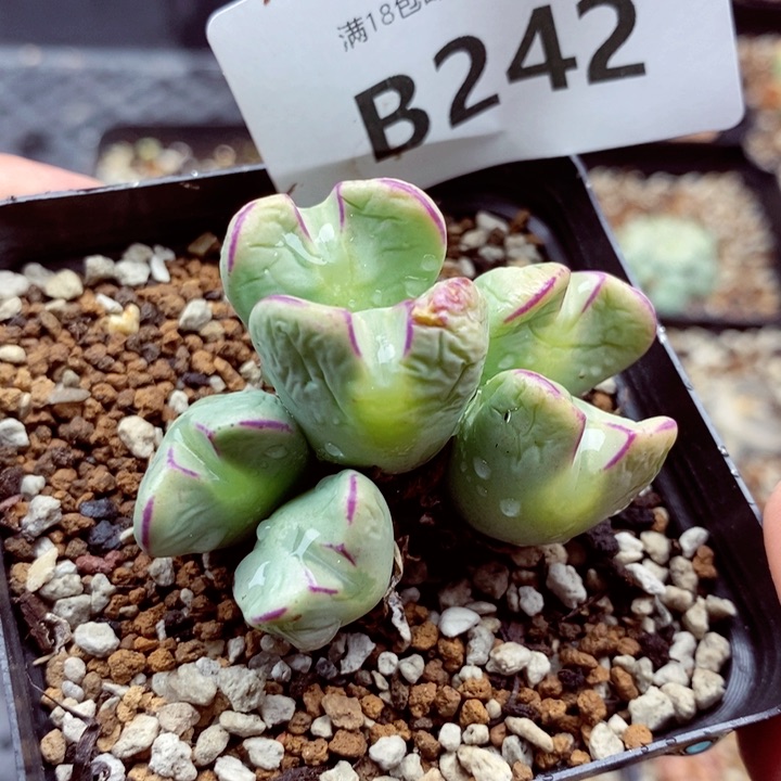 我是一只小小鸟地域鬼242