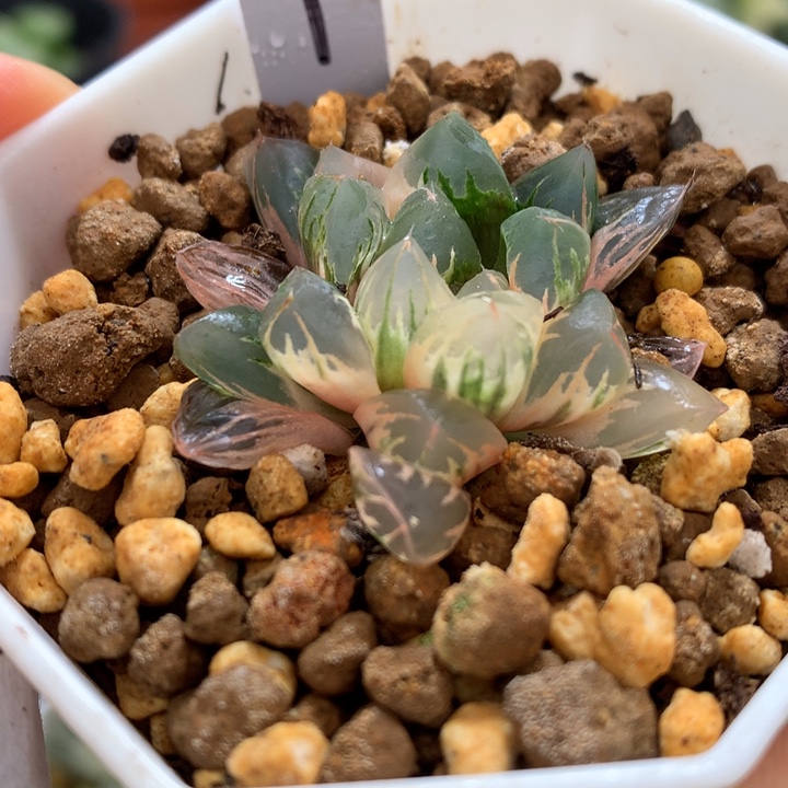 北极之光玉露锦，带盆一起