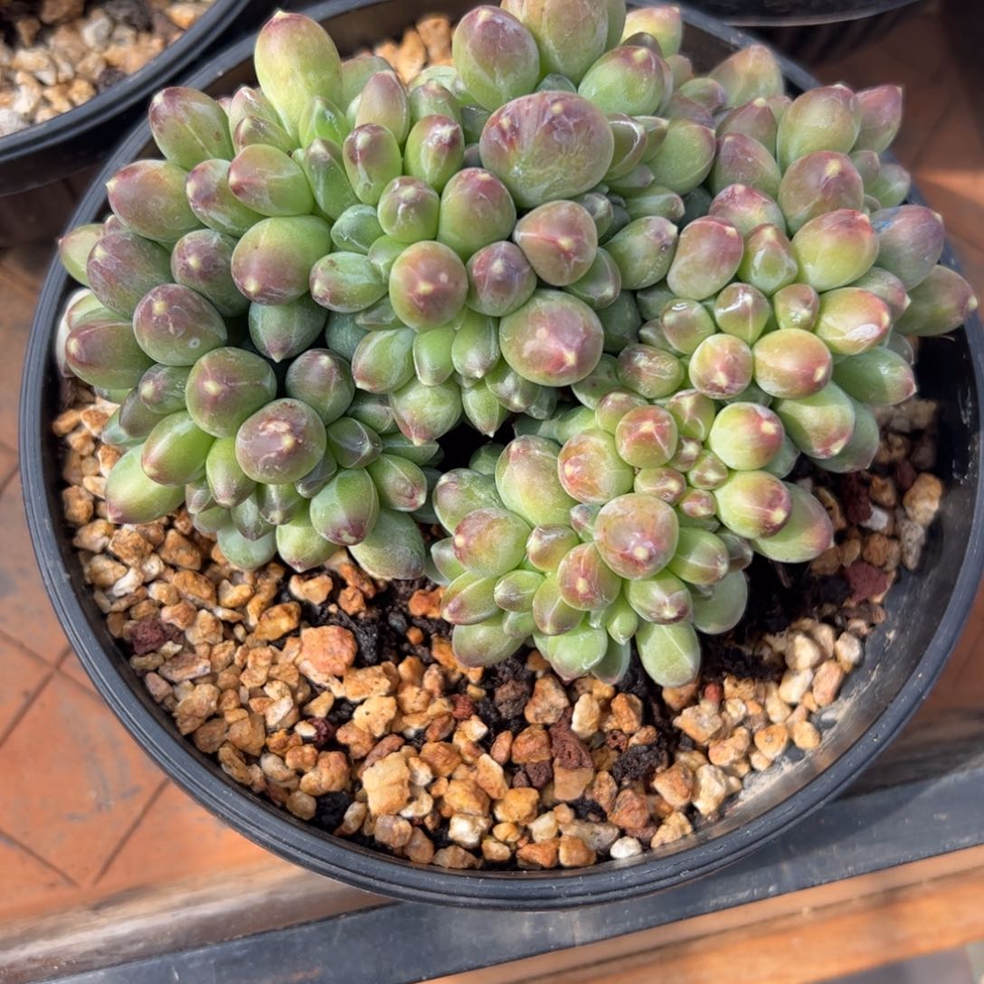 洋**兰千代田缀多肉植物好看