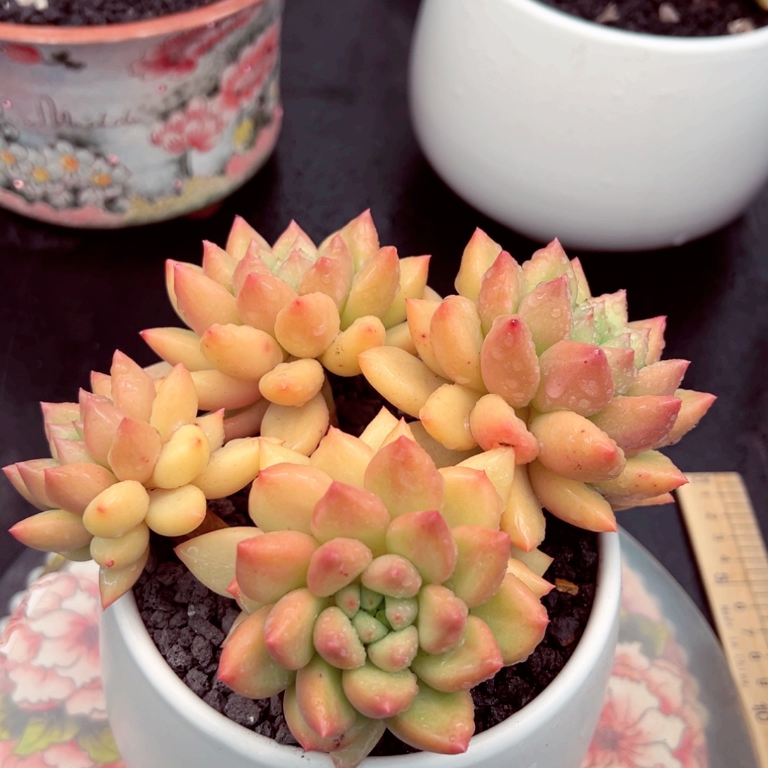 米其林群发货的的