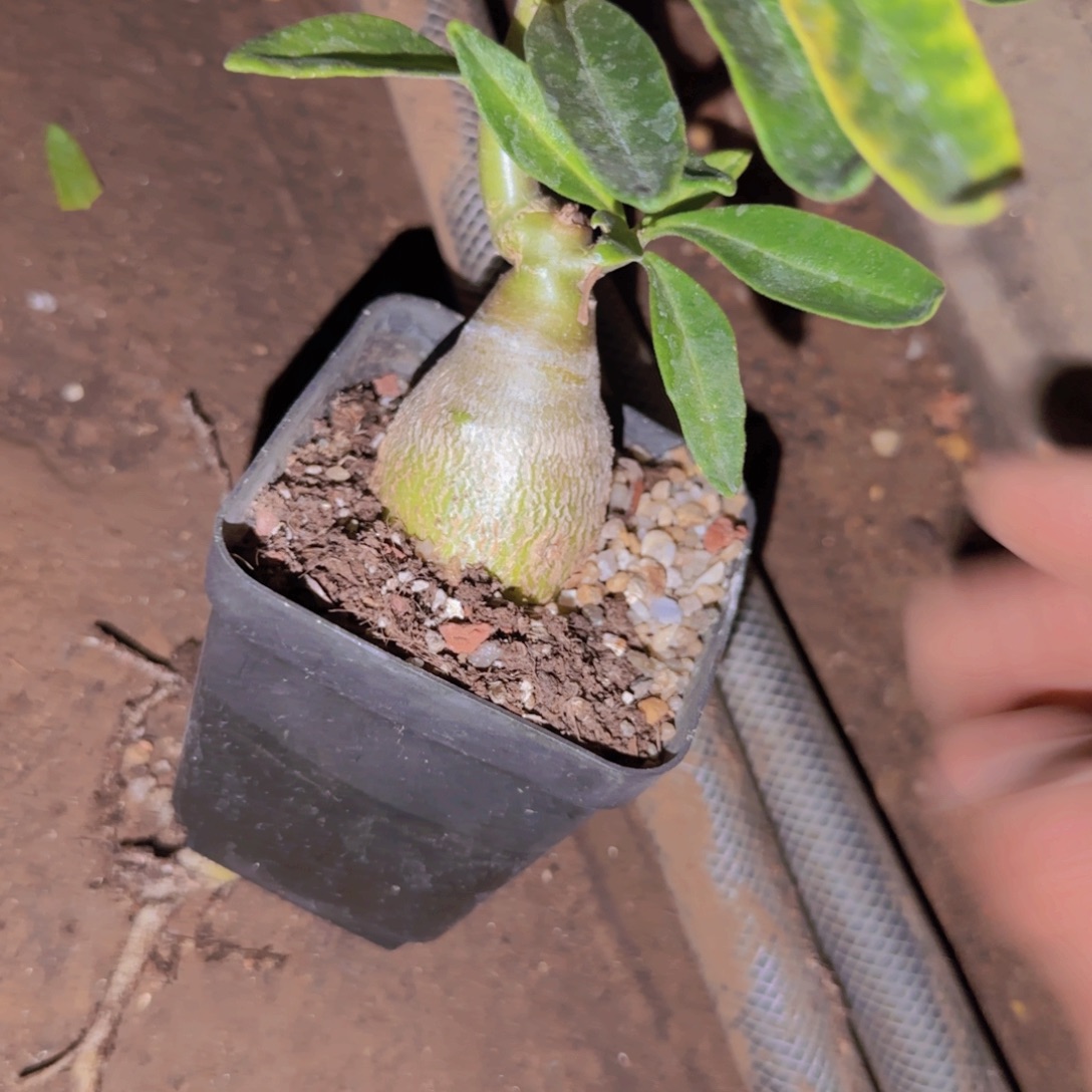 帝***释块根植物块根植物