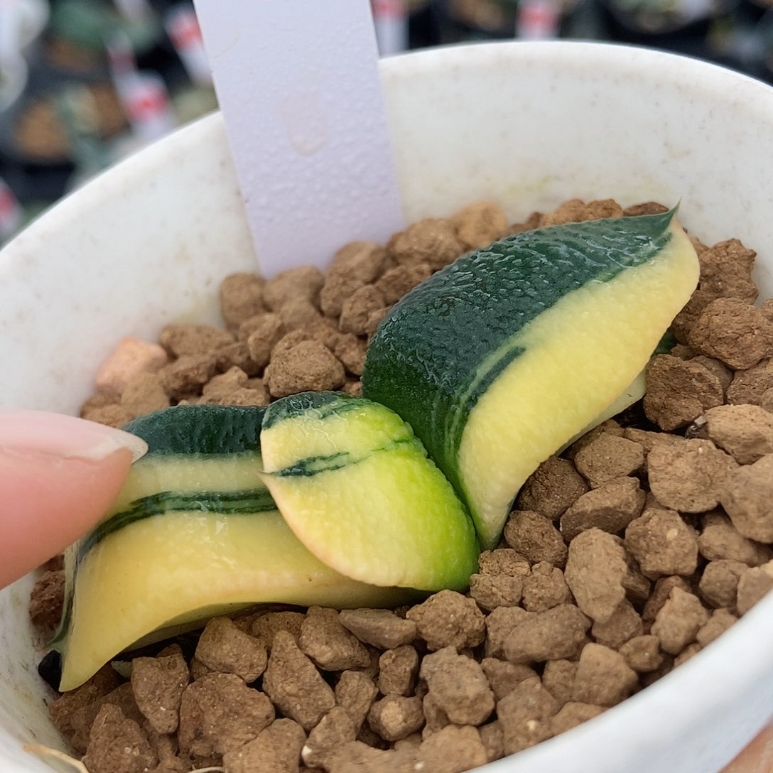 155卧牛实生锦带盆发货