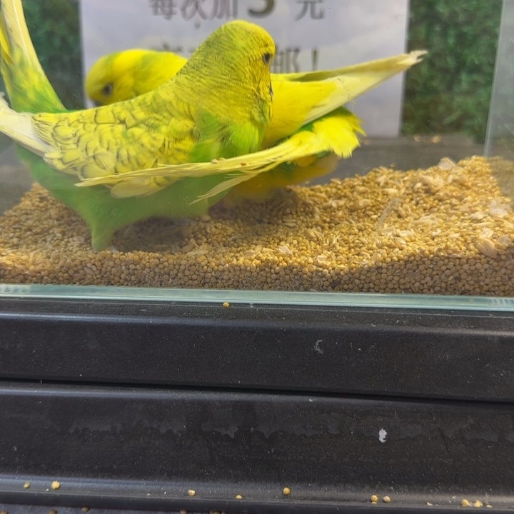 虎皮鹦鹉大头虎皮鹦鹉