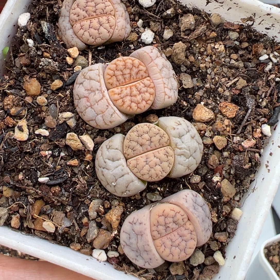 1.23好看的多肉419