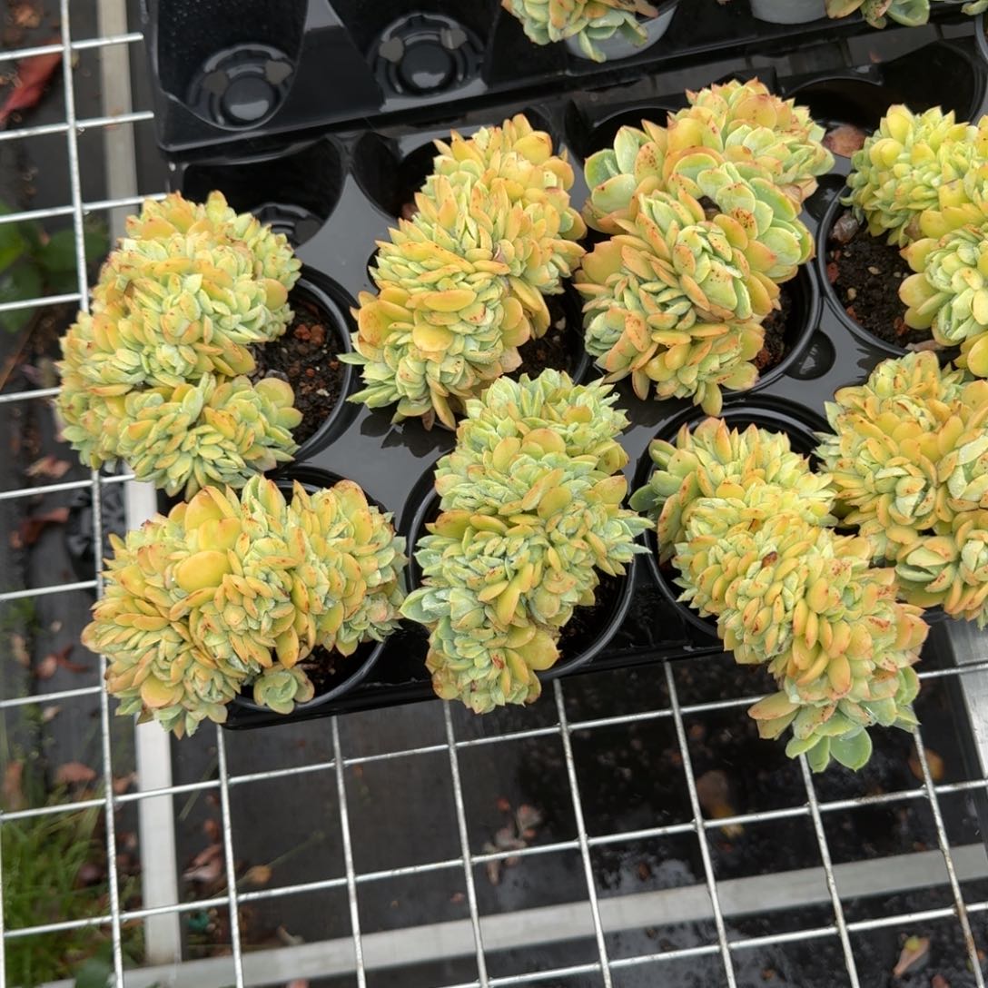 无花朵骑兵碧桃缀化        