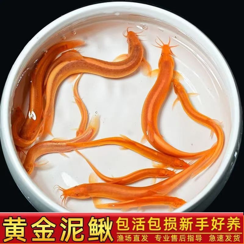 黄金泥鳅观赏鱼冷水淡水鱼好养耐活宠物鱼吃垃圾清洁鱼工具鱼