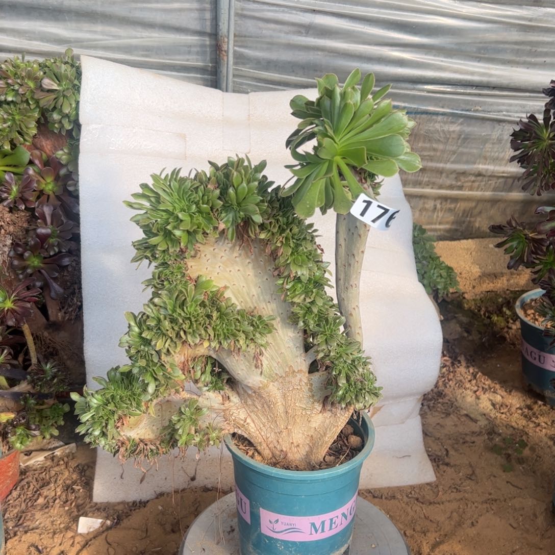 原始绿缀有伤176高度38厘米