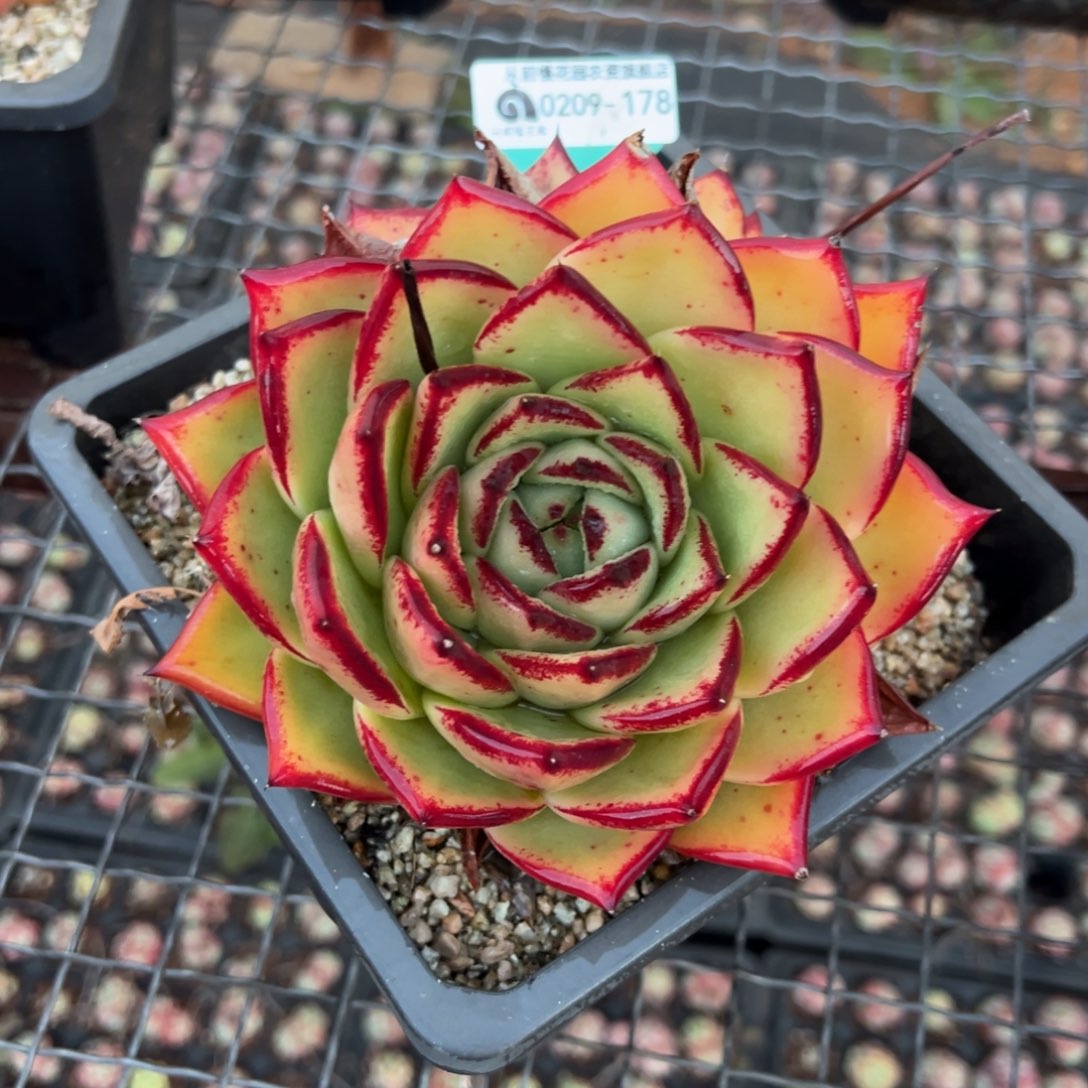 从前慢多肉精选编号0209.178