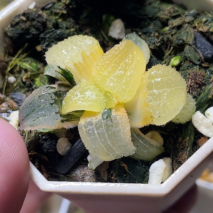 520天空之镜锦特选福利