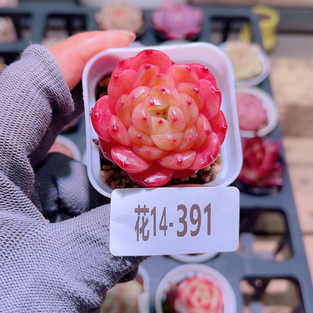 花14-391灵翠单头