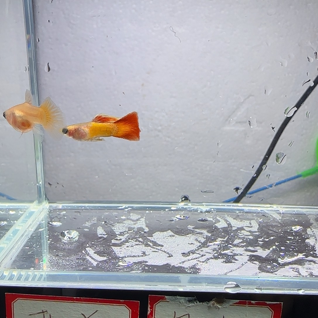 孔雀鱼皇家落日一对