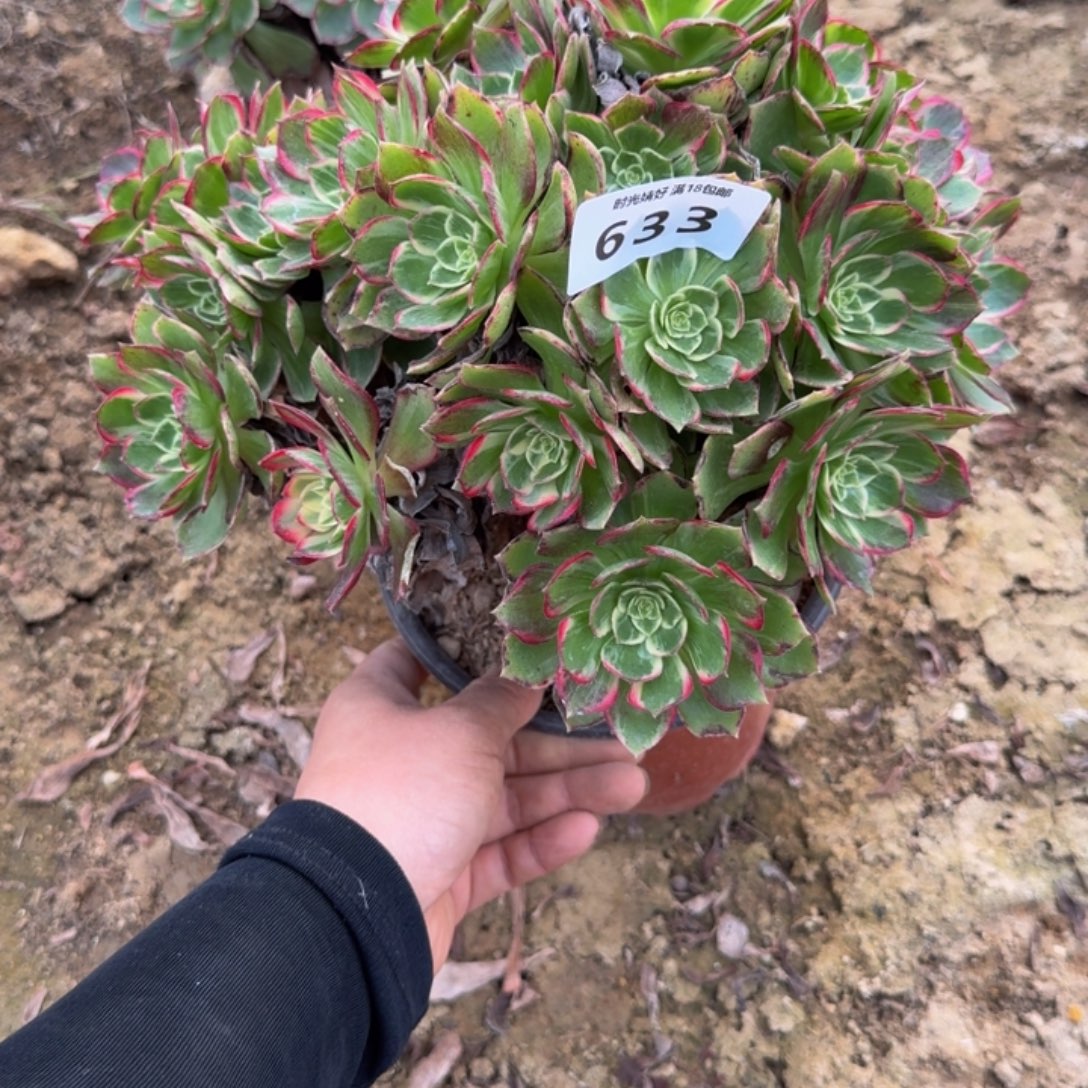 633万花筒。多肉植物