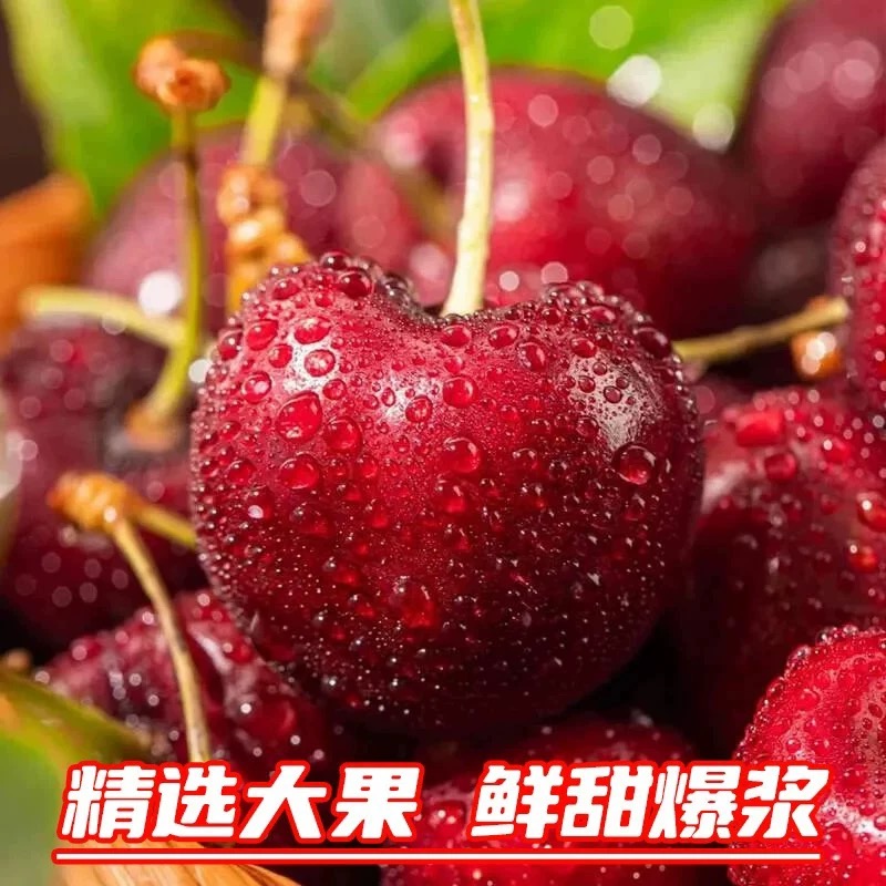 波板智利车厘子拉宾斯海运2JD/2-5斤礼盒装包邮