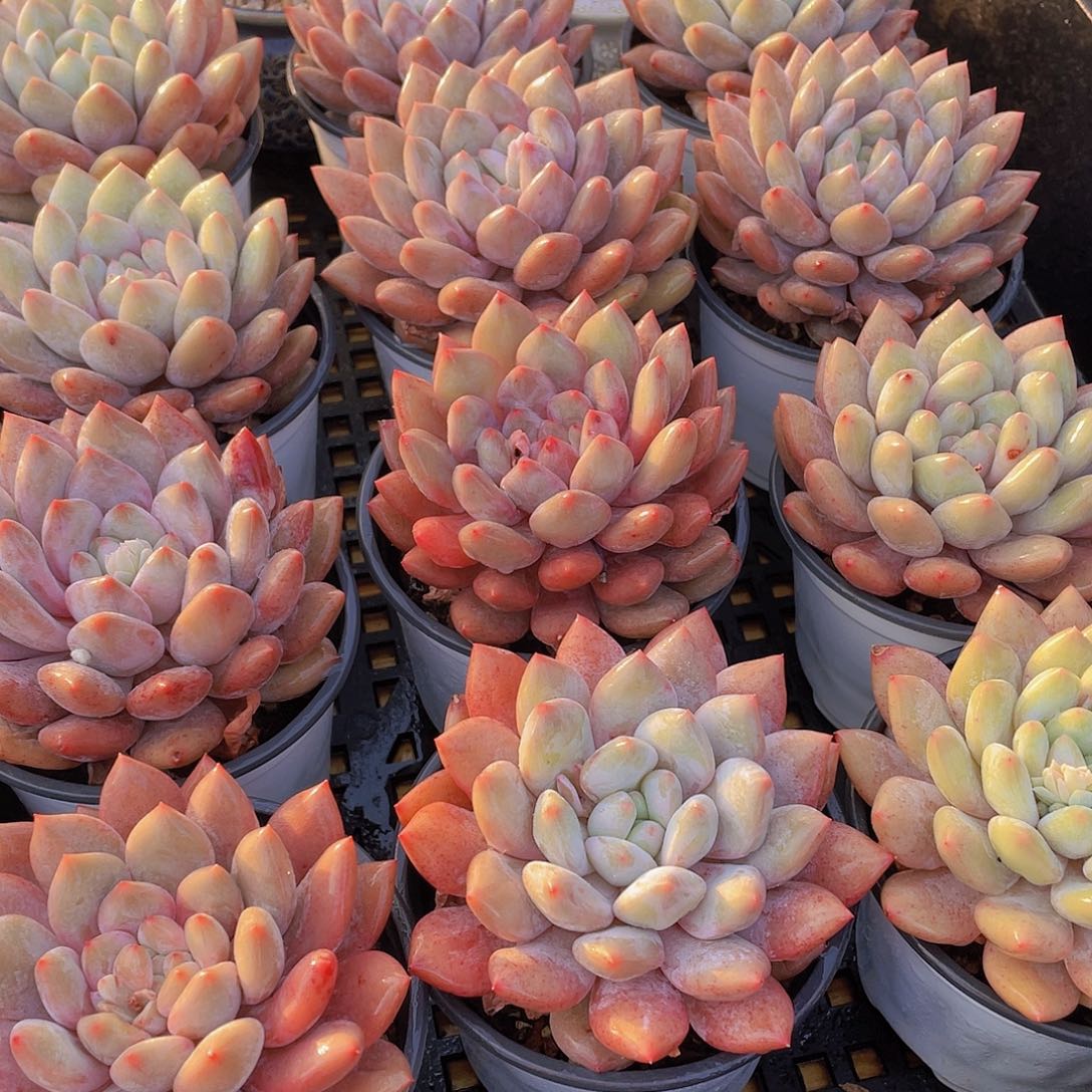 量拍43号 半夏母本大单头一个