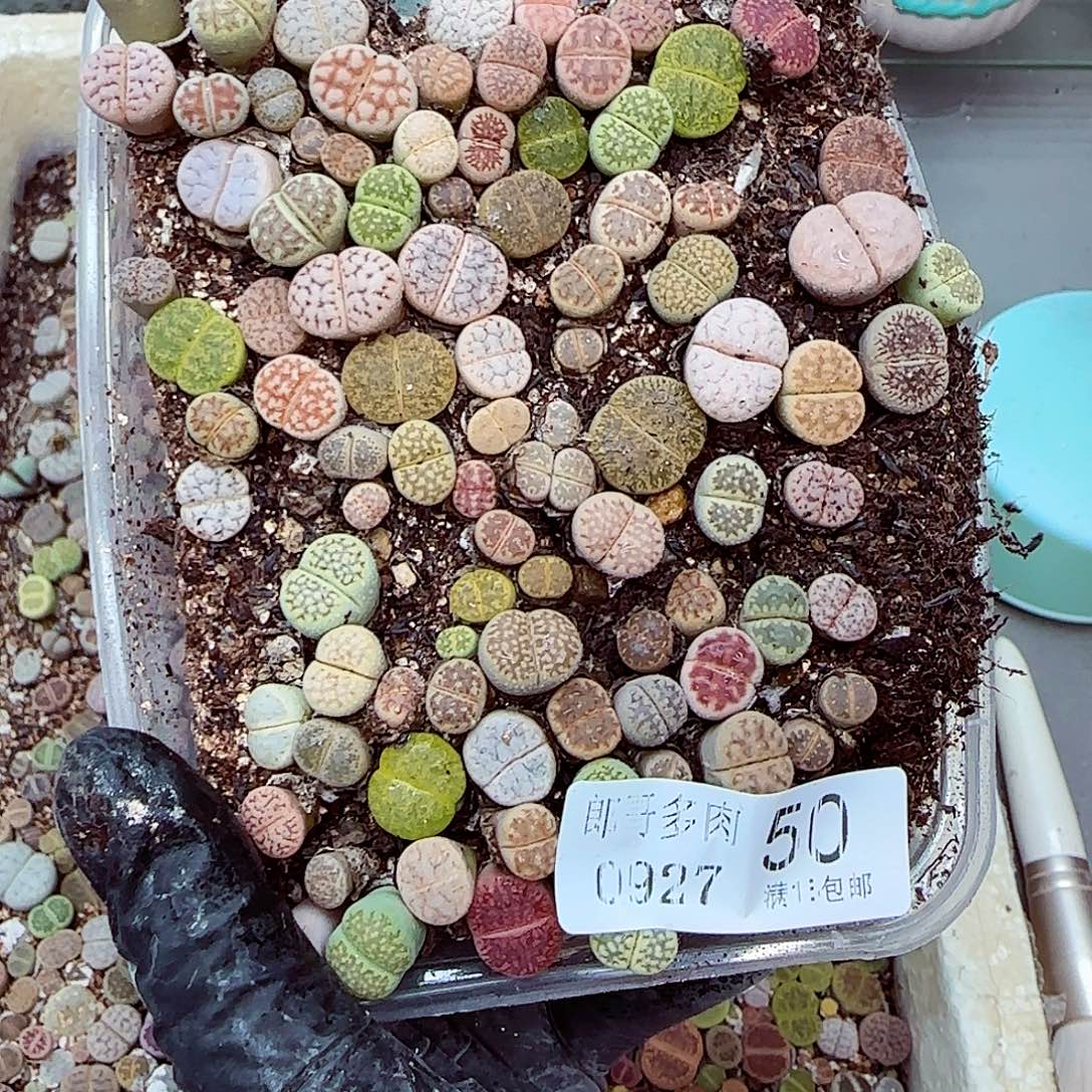 生石花满18包邮0927-50