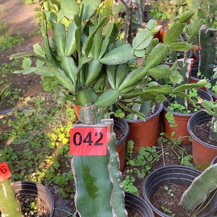 无花朵054/042号新疆不包邮