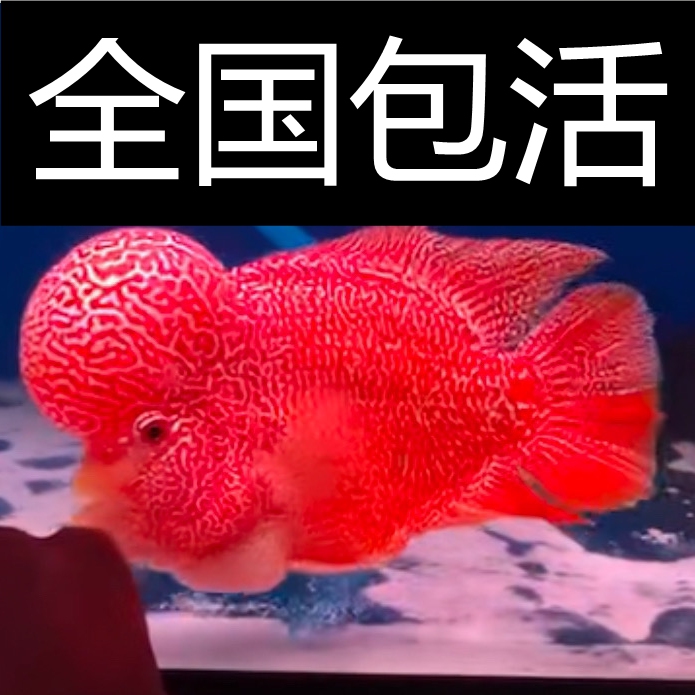 热带观赏鱼全系品种罗汉鱼