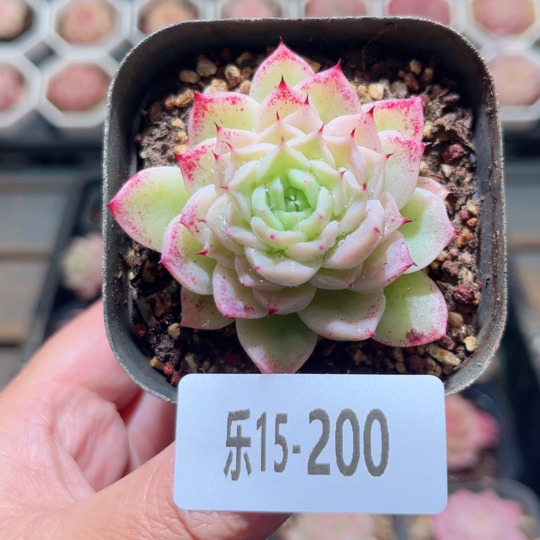 乐15-200 麦秆单头 