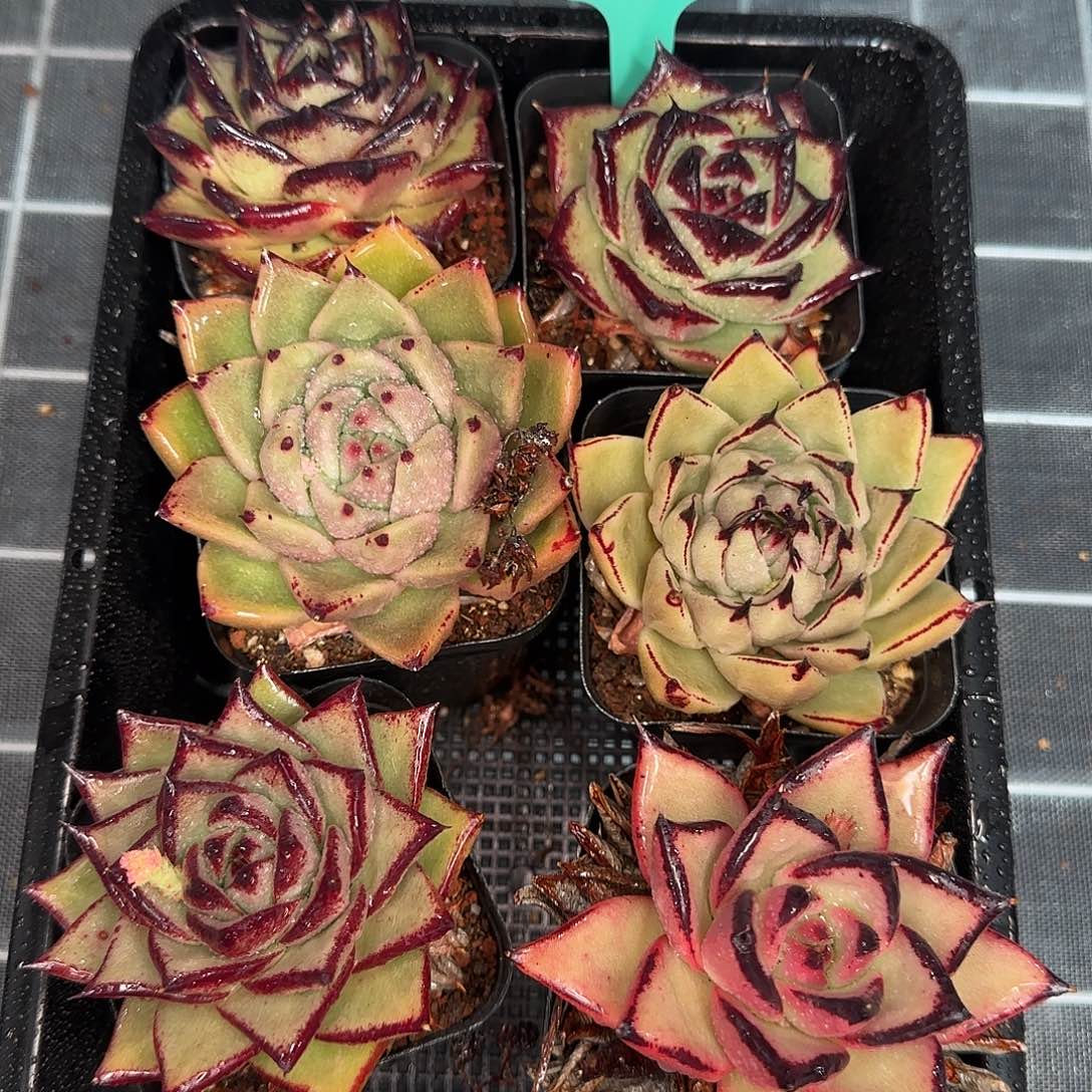 从前慢花园精选0116/296