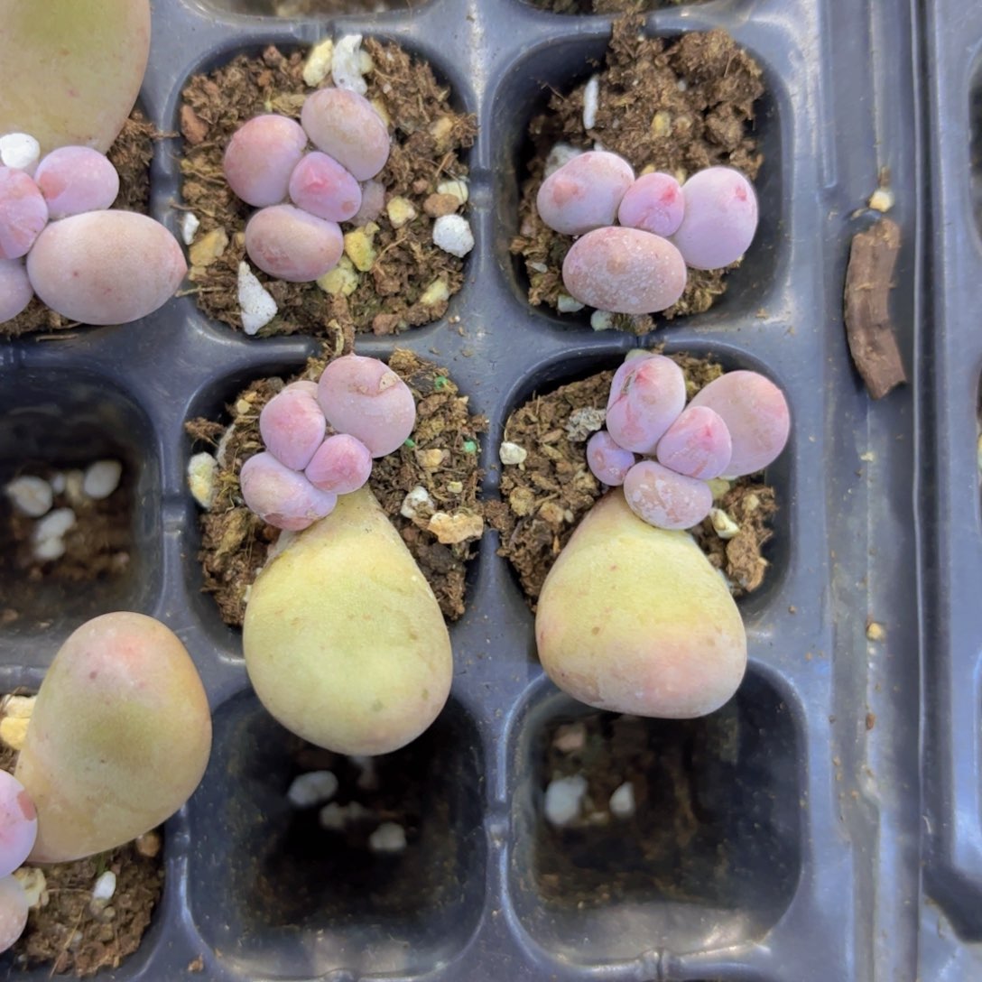 Mike奶单头一颗量拍