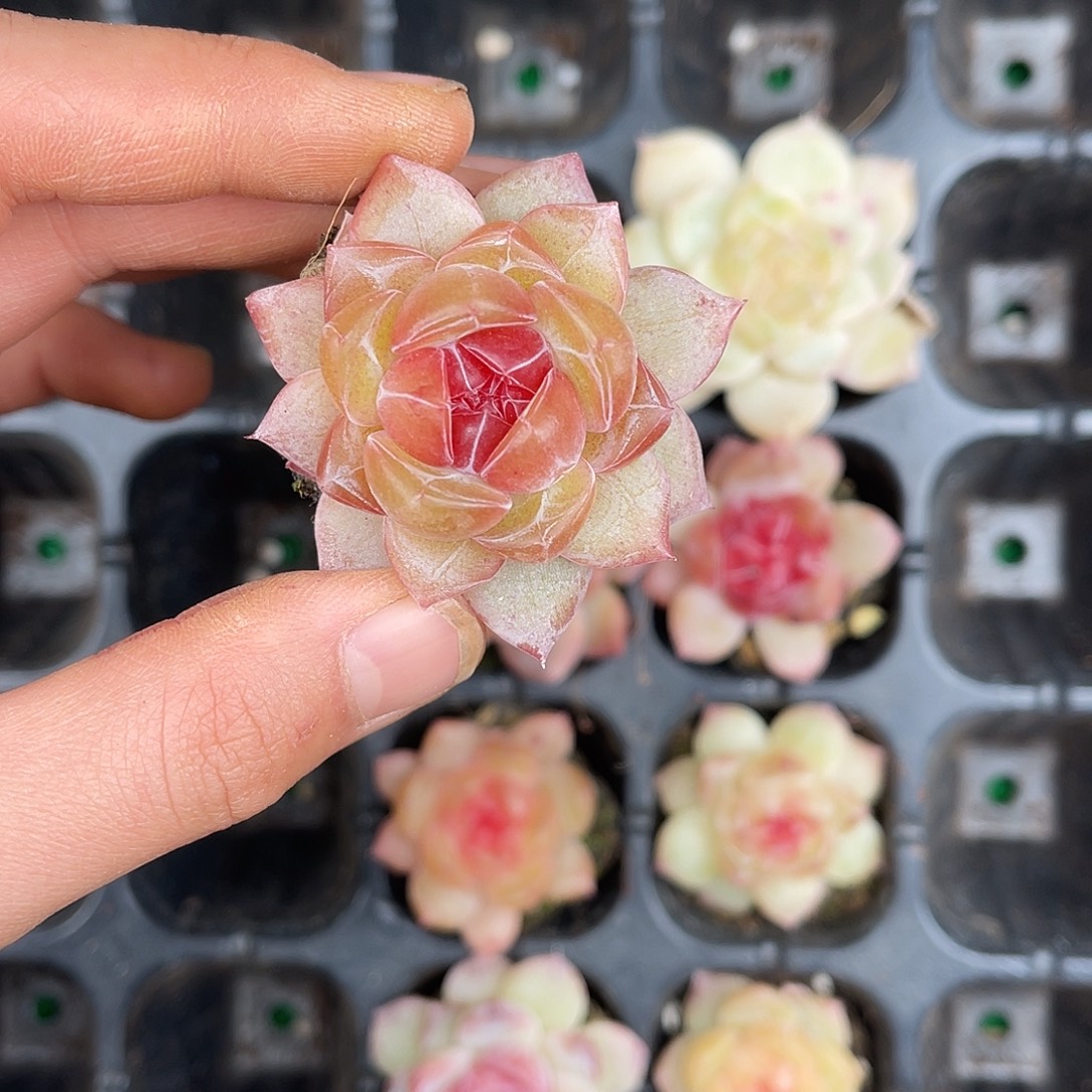 多肉一物一拍30-142