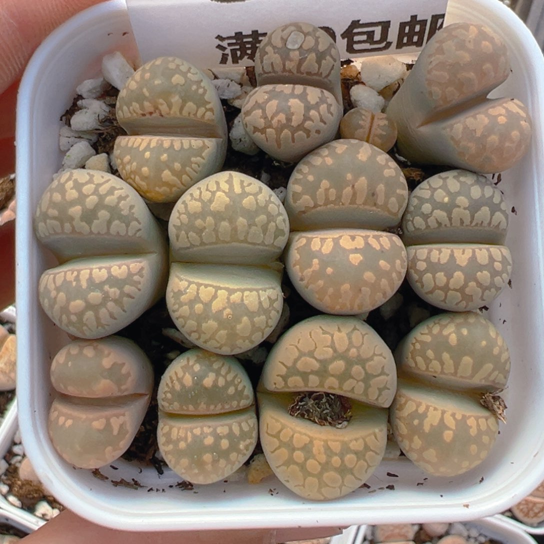 【闪购商品】384……