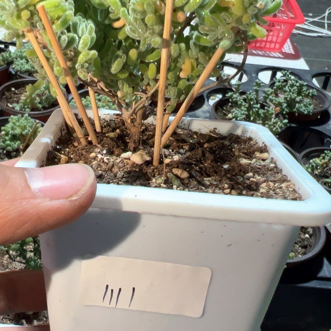 111冰晶橙叶钻石