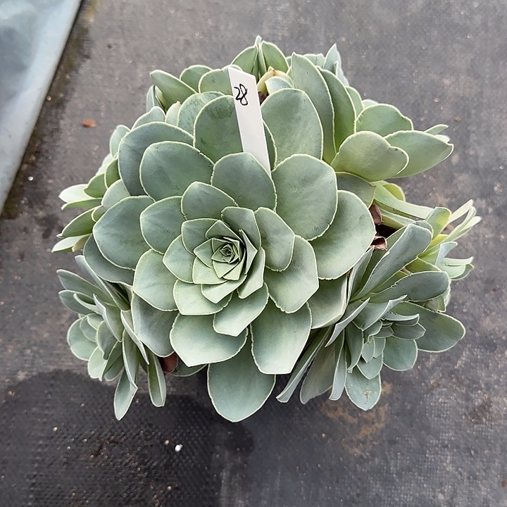 山地玫瑰一物一拍，脱土发，28号，不包断侧芽